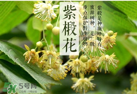 椴樹蜜是什么顏色？椴樹蜜是白色的嗎