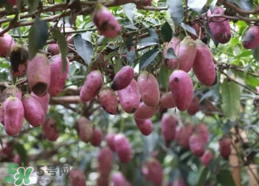 八月瓜能吃嗎？八月瓜到底有什么價(jià)值？
