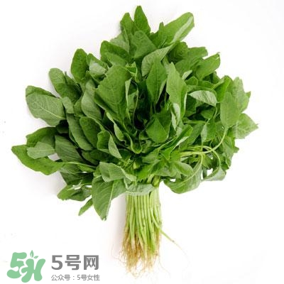 寶寶輔食可以吃哪些蔬菜？寶寶吃蔬菜泥的最佳時(shí)間