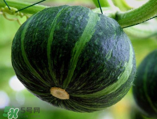 貝貝南瓜什么時候種植？貝貝南瓜什么時候上市