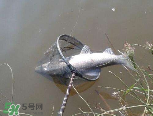 青魚怎么釣？釣青魚用什么餌料最好？