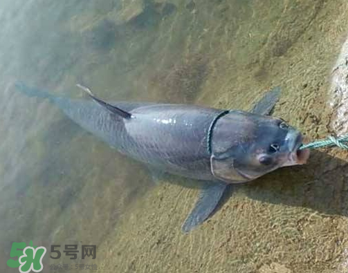 青魚怎么釣？釣青魚用什么餌料最好？