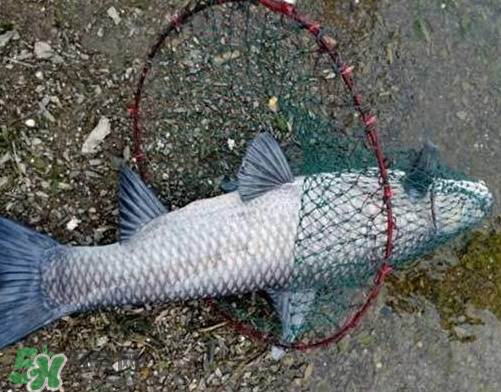 青魚怎么釣？釣青魚用什么餌料最好？