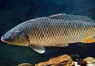 青魚怎么釣？釣青魚用什么餌料最好？