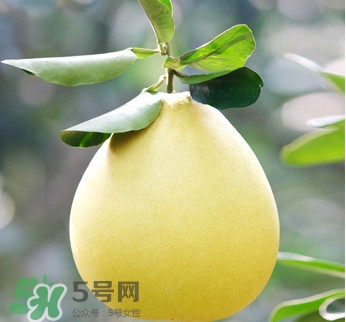 紅心蜜柚是不是轉(zhuǎn)基因？蜜柚是哪個(gè)地方的特產(chǎn)