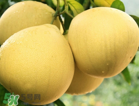蜜柚怎么挑選？蜜柚怎么保存