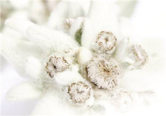 Siin雪絨花孕婦可以用嗎？Siin雪絨花護膚品孕婦合適嗎？