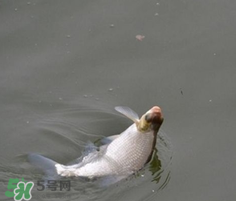 武昌魚怎么釣？釣武昌魚用什么餌料？