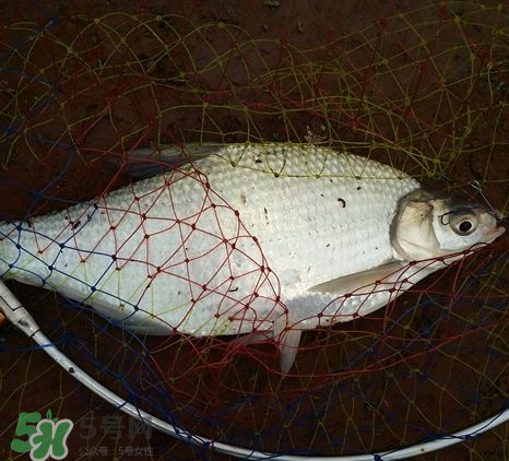武昌魚怎么釣？釣武昌魚用什么餌料？