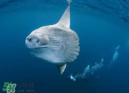 翻車魚能吃嗎？翻車魚有毒嗎