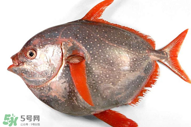 月亮魚是什么魚？月亮魚能吃嗎
