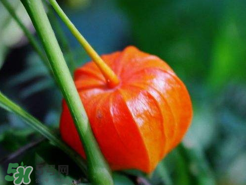 紅姑娘能治療糖尿病嗎？紅姑娘能治什么??？