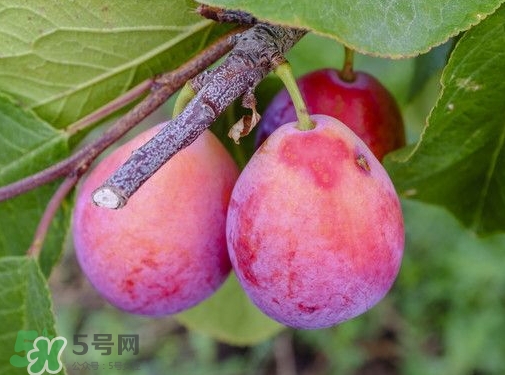 西梅熱量高嗎？西梅可以減肥嗎？