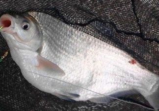 武昌魚怎么釣？釣武昌魚用什么餌料？