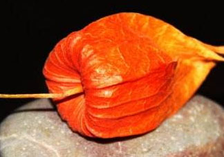 紅姑娘皮泡水治咽炎嗎？紅姑娘皮泡水的副作用