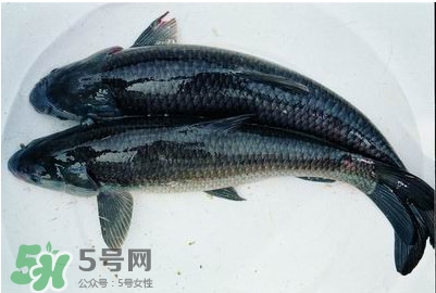 鯇魚和草魚哪個(gè)好吃？鯇魚和草魚的區(qū)別