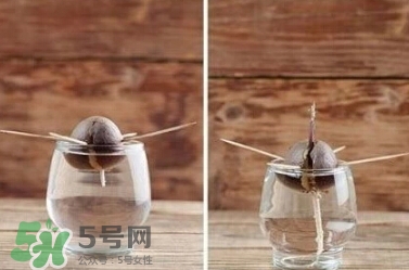 牛油果核能吃嗎？牛油果核怎么種盆栽？