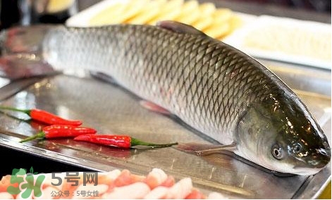 鯇魚和草魚哪個(gè)好吃？鯇魚和草魚的區(qū)別