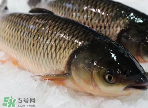 鯇魚是什么魚？鯇魚是怎樣來的