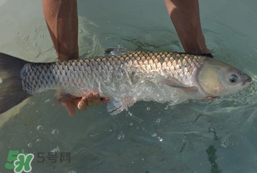 脆肉鯇是草魚(yú)嗎？脆肉鯇和草魚(yú)有什么區(qū)別