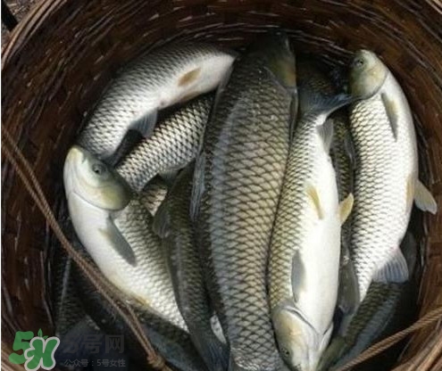 鯇魚和草魚哪個(gè)好吃？鯇魚和草魚的區(qū)別