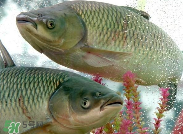 脆肉鯇吃什么的？脆肉鯇和皖魚有什么區(qū)別