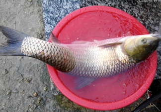 釣鯇魚用什么魚餌？鯇魚怎么做好吃