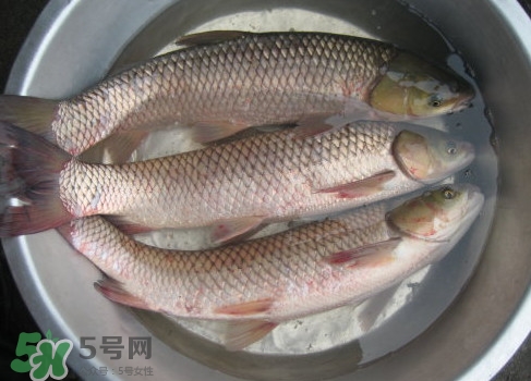 鯇魚是什么魚？鯇魚是怎樣來的