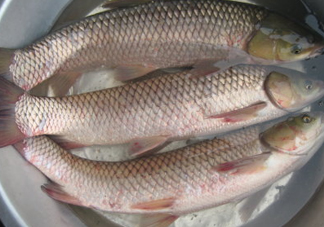 鯇魚是什么魚？鯇魚是怎樣來(lái)的
