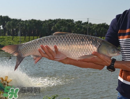 草魚怎么養(yǎng)殖成脆肉鯇？脆肉鯇養(yǎng)殖條件及技術
