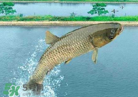 脆肉鯇是什么魚？脆肉鯇口感為什么是脆的