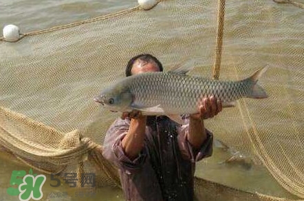 脆肉鯇是草魚(yú)嗎？脆肉鯇和草魚(yú)有什么區(qū)別