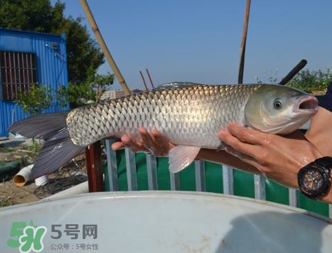 脆肉鯇是什么魚？脆肉鯇口感為什么是脆的