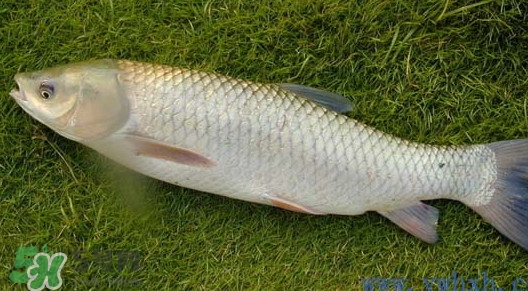 草魚怎么養(yǎng)殖成脆肉鯇？脆肉鯇養(yǎng)殖條件及技術