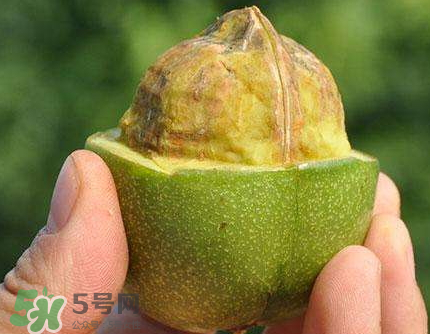 青皮核桃可以冷凍嗎？青皮核桃可以冷藏嗎？