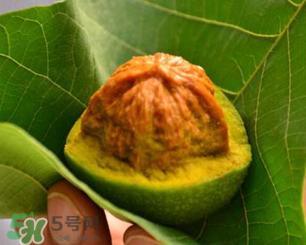 青皮核桃可以冷凍嗎？青皮核桃可以冷藏嗎？