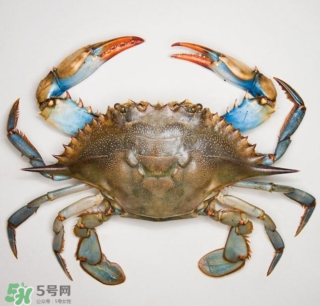 蟹膏是綠色的嗎？蟹膏是黑色的能吃嗎？