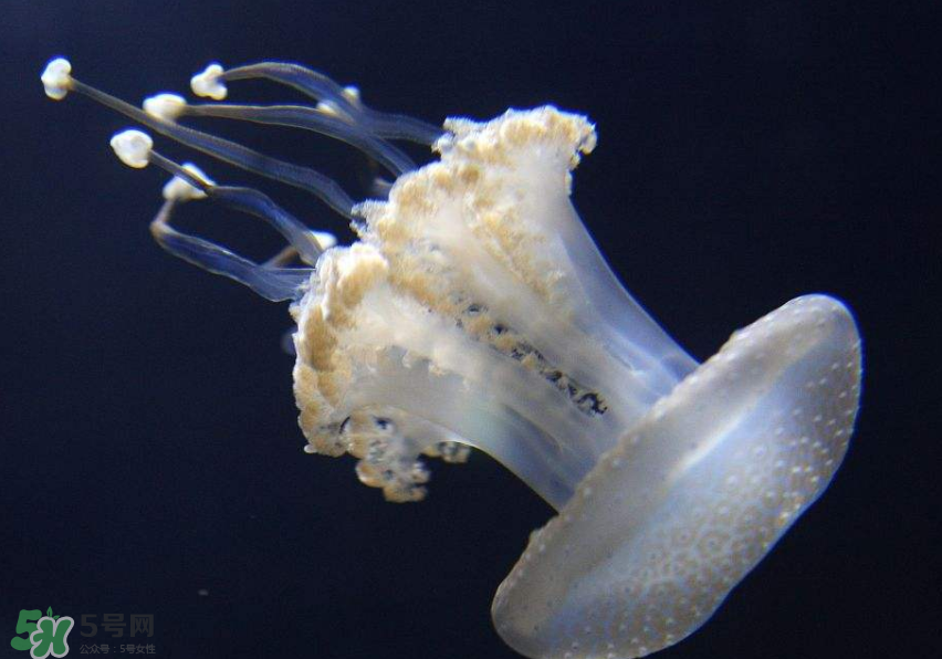 海蜇是生吃嗎？海蜇怎么吃？