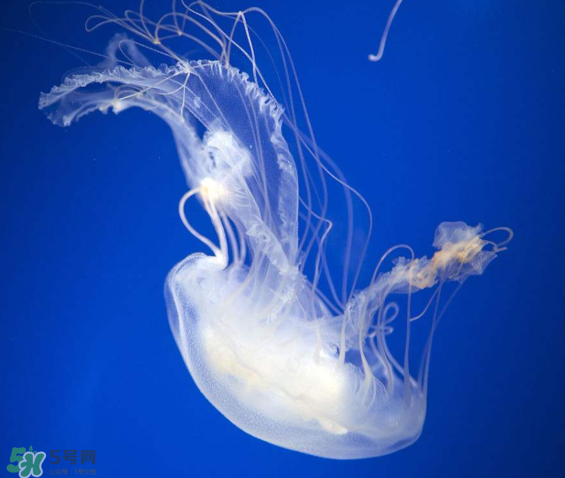 海蜇是生吃嗎？海蜇怎么吃？