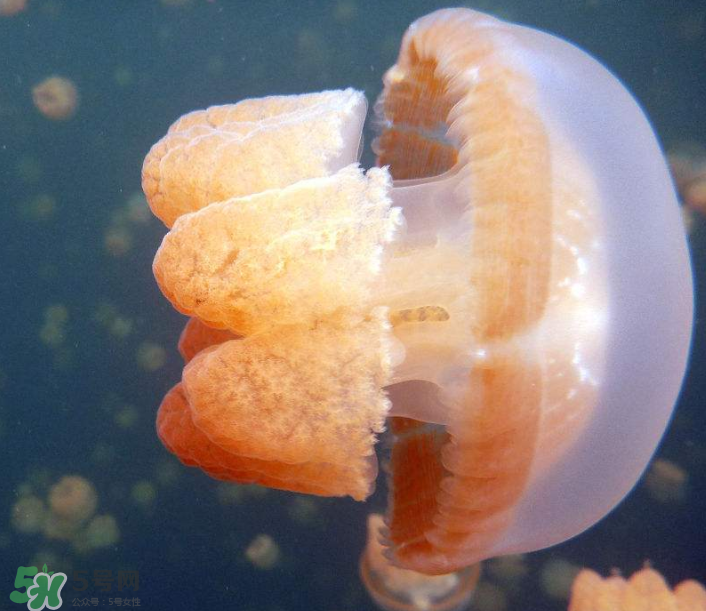 海蜇是生吃嗎？海蜇怎么吃？