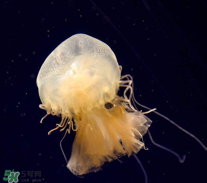 海蜇是生吃嗎？海蜇怎么吃？