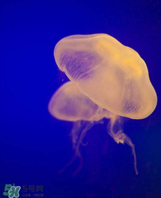 海蜇不能和什么一起吃？海蜇食用禁忌