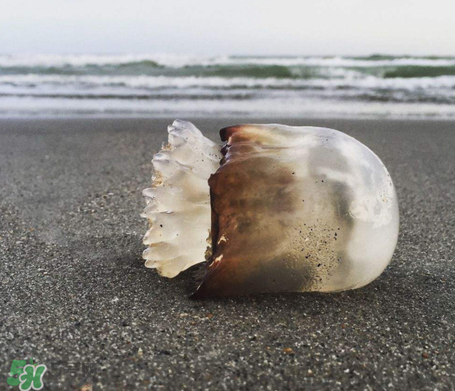 海蜇不泡能吃嗎？海蜇可以直接吃嗎？