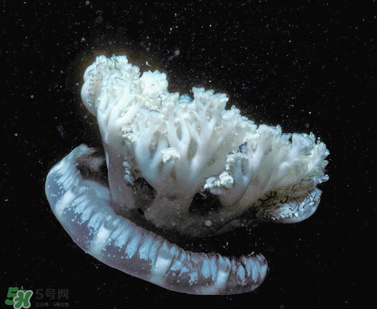 海蜇不泡能吃嗎？海蜇可以直接吃嗎？