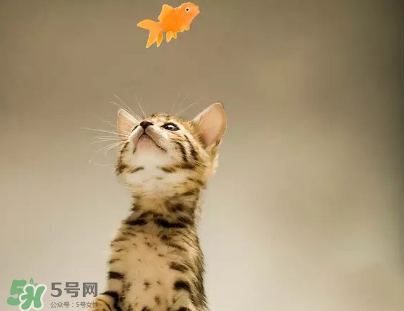 孟加拉豹貓多少錢(qián)一只？孟加拉豹貓粘人嗎