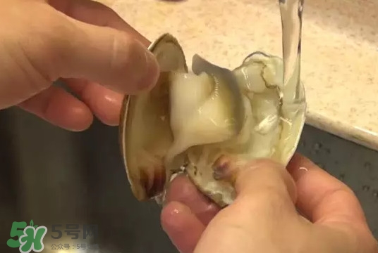 北極貝多少錢一斤？北極貝長什么樣子