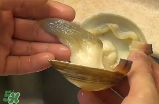 北極貝多少錢一斤？北極貝長什么樣子