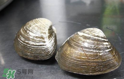 北極貝多少錢一斤？北極貝長什么樣子