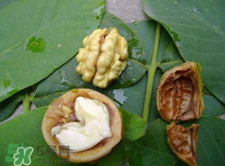 青皮核桃和干核桃哪個營養(yǎng)高？有什么區(qū)別？