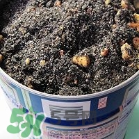 核桃粉怎么做？核桃粉的功效與作用